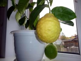 Choosing a suitable home for a variety of lemons correctly