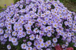 Flowerbed "extended summer": 7 best autumn colors