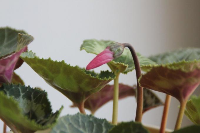 The dissolution of the buds cyclamen - a real magic flower in the house. My photo