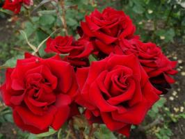 5 Steps careful preparation of roses in the garden to winter frost and in August