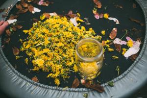 How to make a valuable fertilizer for the planting of the garden of the young dandelions