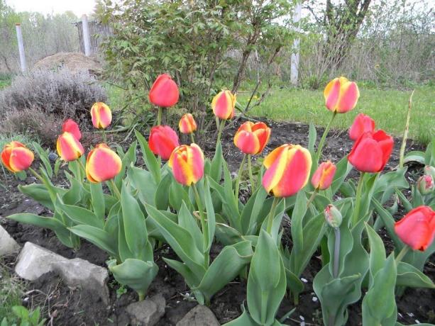 Do you like bi-colored tulips?