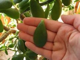 Why Crassula (money tree) clears the leaves: causes and solutions to the problem