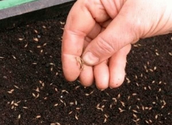 Germination depends on the quality of seeds: Pay attention to this!