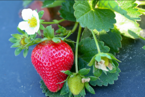 How to cook a wonderful balm for strawberries