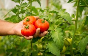 Tomatoes are sweet harvest - increase. 7 secrets