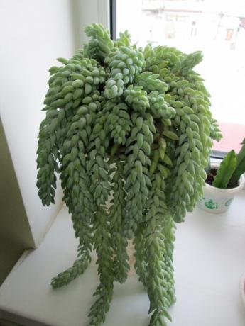 Other interpretations of the national names - Fox or Donkey's Tail. As you like!
