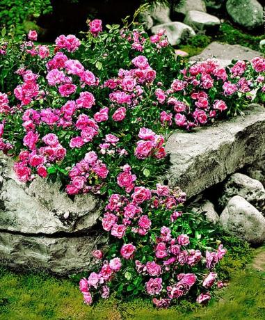 Carpet rose and stones - a beautiful and unusual combination
