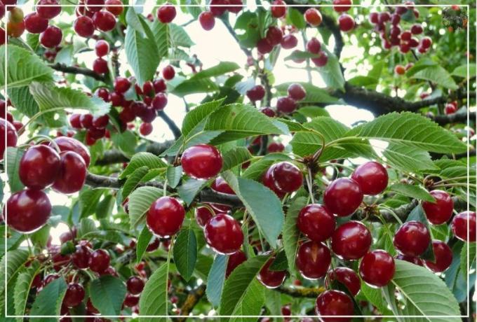 Cherries and plums are drupes, therefore the recommendation for them are similar. All the illustrations for this article are taken from the Internet.