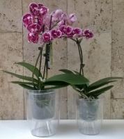 7 Easy selection pot life hacking orchids