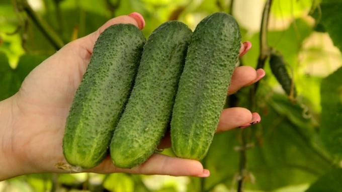 Photos of cucumbers in rockhd.net site