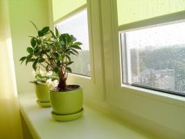 Plants in the interior of the apartment: Feng Shui Tips