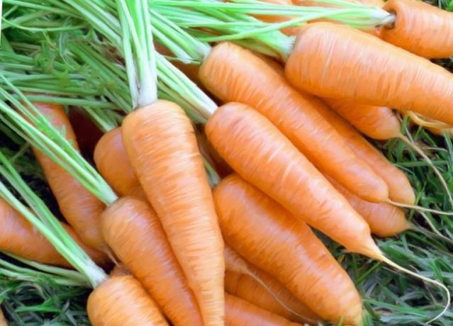 Harvest carrots. Photos from ogorodnik.net