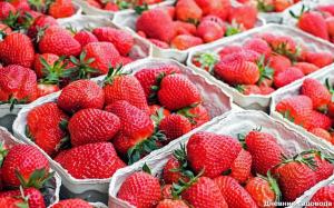A few tricks that will increase the strawberry harvest up to 4 kg. bush