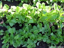 Why do I advise all gardeners to plant sorrel on a country site