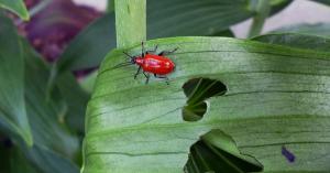 What kind red bug on a lily and as the fight to save the flowers
