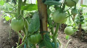 Properly prune tomato leaves - increase the yield by 2 times