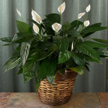 Exemplary flowering Spathiphyllum. Part of the photo is taken from the internet