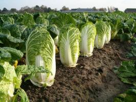 July - the time of planting Chinese cabbage