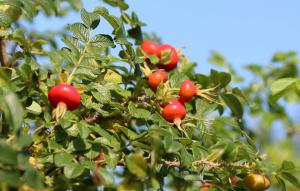 Finland banned rosehips