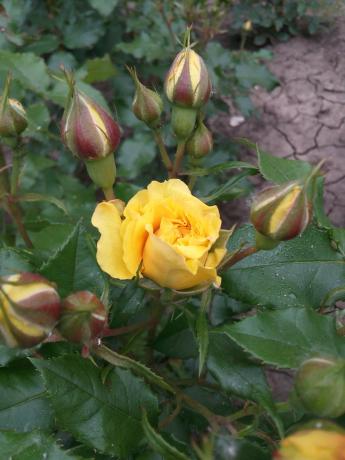 My favorite yellow rose in the garden needs shelter