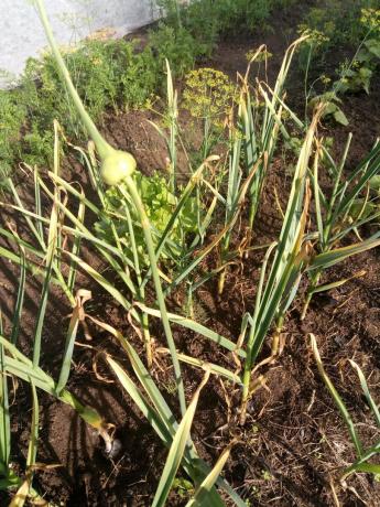 garlic straightened arrow - is a signal to the digging