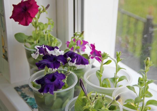 Seedlings of petunia blossoms at the time of landing on a flower bed and balcony boxes