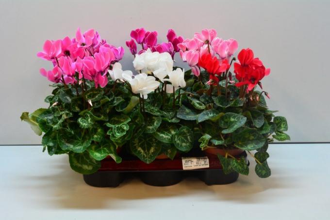 Coloring cyclamen is varied. On sale you can find varieties with fringed petal edges. Illustrations for publication taken from the Internet