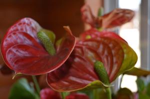 6 secrets care anthuriums ( "male happiness"). I have bright flowers all year round
