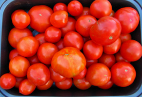 When the sow tomatoes, in what time frame? Tips for beginners