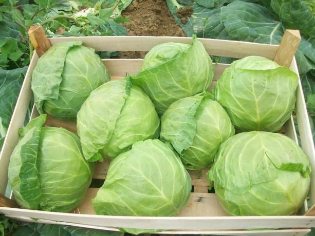 Healthy cabbage (Photo from Internet)