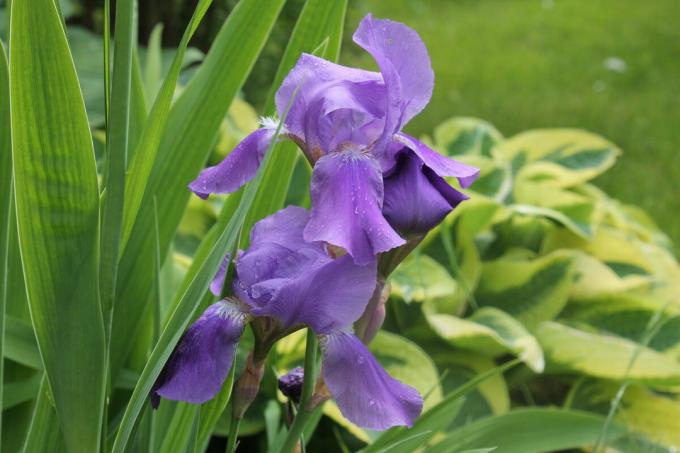 Iris looks good in a solo landing, and in combination with other annual and perennial flowers. But it looks best in the "group". Photo by the author (s)