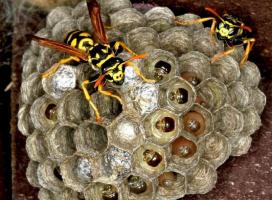 How to get rid of wasp nests in the attic.