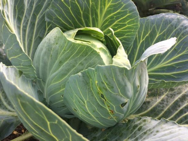 Cabbage in my garden. She already ripened!