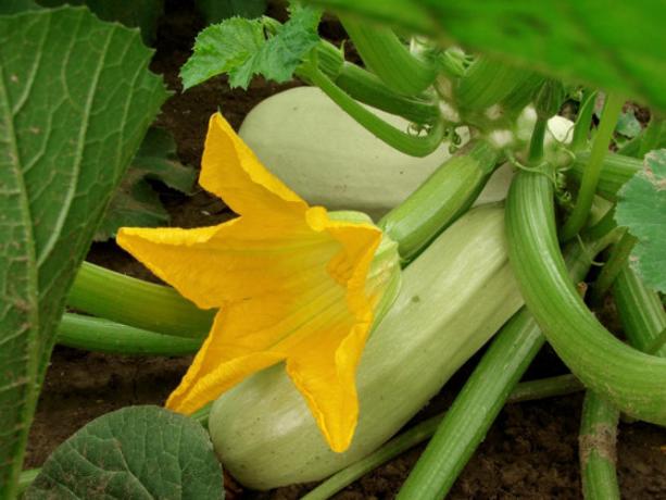 Fruiting zucchini. Photo from the Internet