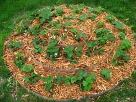5 major mistakes the use of mulch