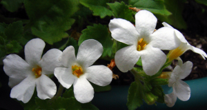 Amazing or Bacopa Sutera. Features sowing and cuttings