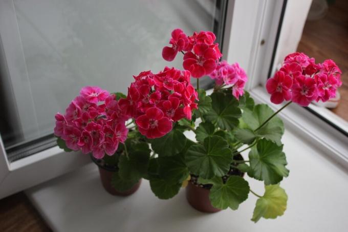 I believe that the geranium brings the house special comfort
