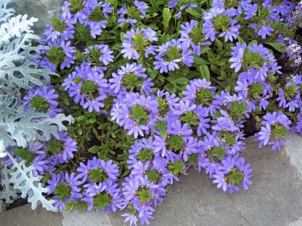 As you can see, a lot of use cases Scaevola! Photo: nice-flowers.com