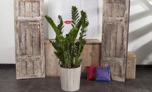 7-ka fashionable houseplants that can transform any interior beyond recognition