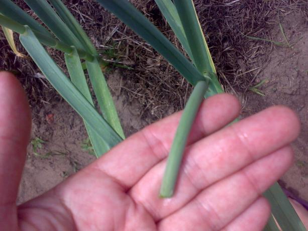 garlic arrows cut to curl phase. The cut should be done at a distance of 10 cm from the last leaf sinus.