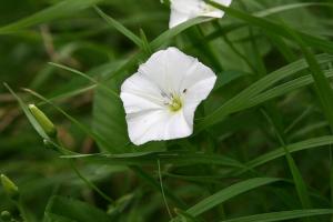 One remedy for couch grass and bindweed (birch)