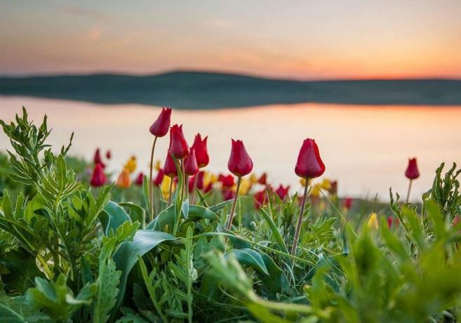 Blooming wild tulips in Kazakhstan