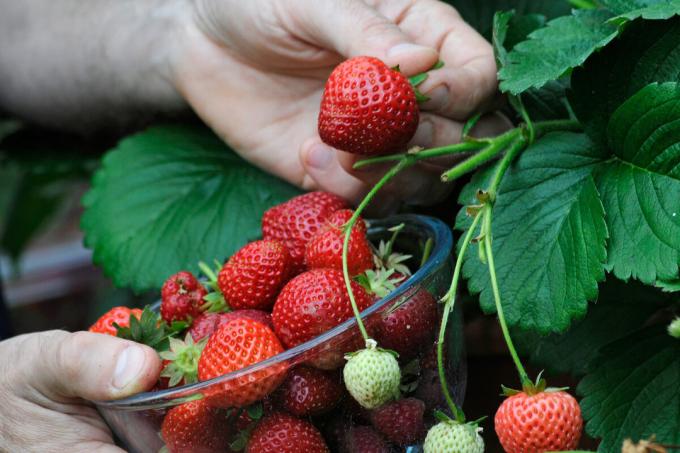 "Starving" strawberries do not give abundant crops