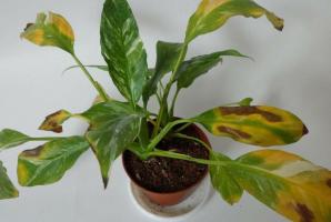 Why Spathiphyllum ( "Women's Happiness") blackened leaves. we solve the problem