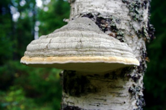 Polypore usually grow on birches and poplars