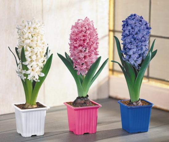 Hyacinth - one of the symbols had come spring! A photo: http://www.xcom-hobby.ru