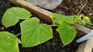 How to identify disease of cucumbers on the leaves?