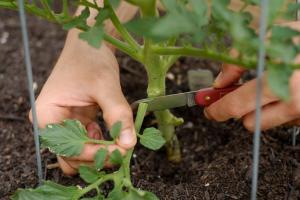Why not follow the advice to break off the lower leaves on the tomato during the landing.