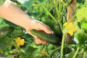 Growing cucumbers: 10 common mistakes gardener